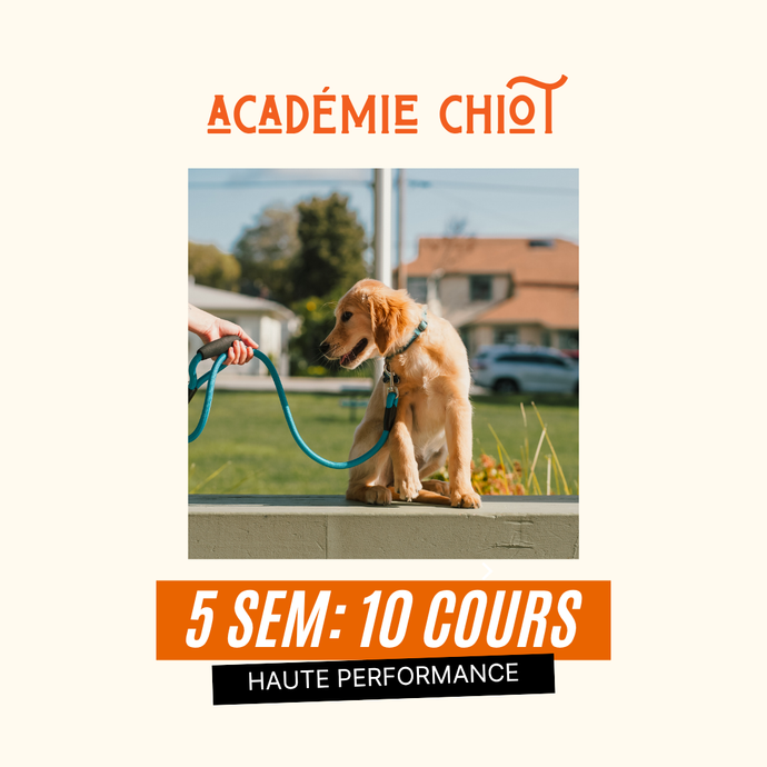 ACADÉMIE CHIOT