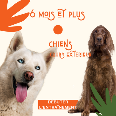 FORMULE DE COACHING POUR CHIENS