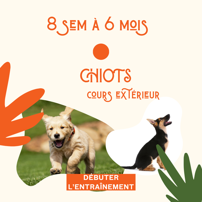 FORMULE DE COACHING POUR CHIOTS