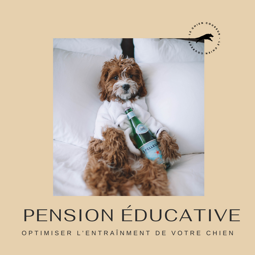 Pension éducative pour chiens